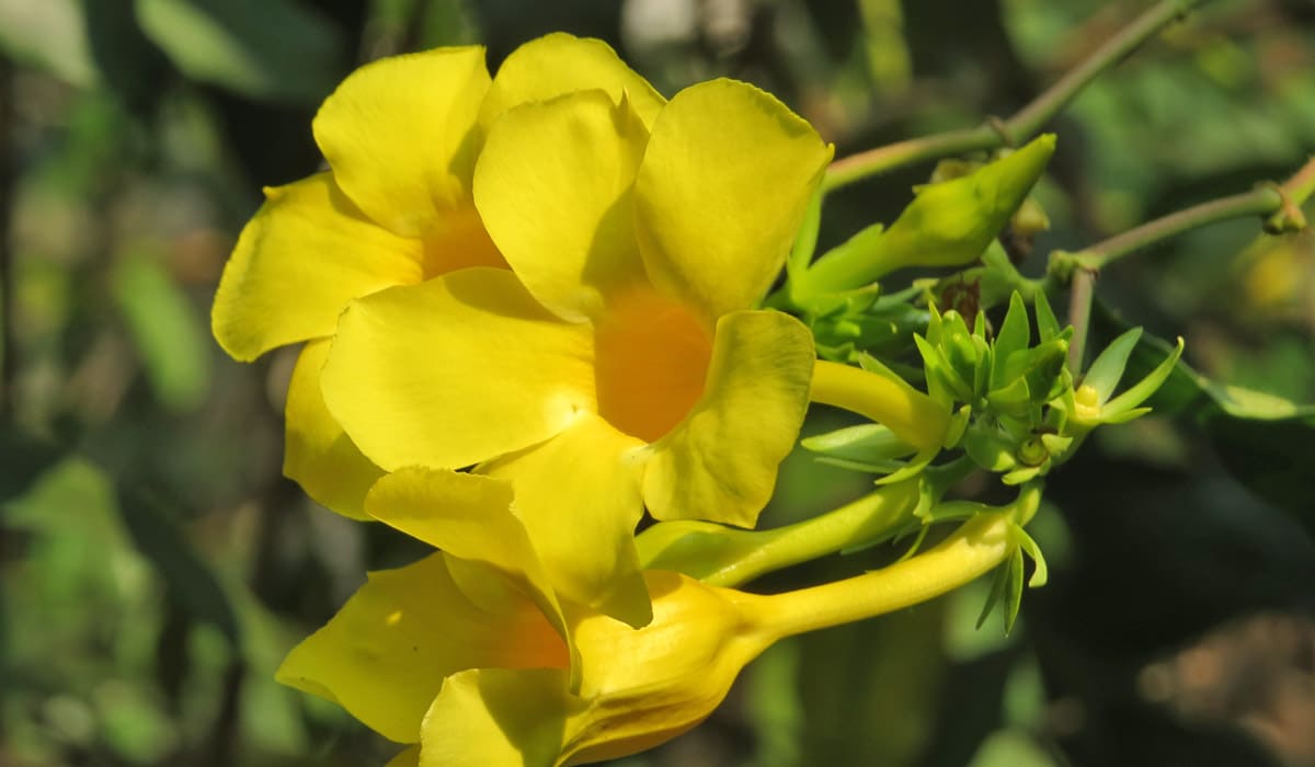 Allamanda jaune