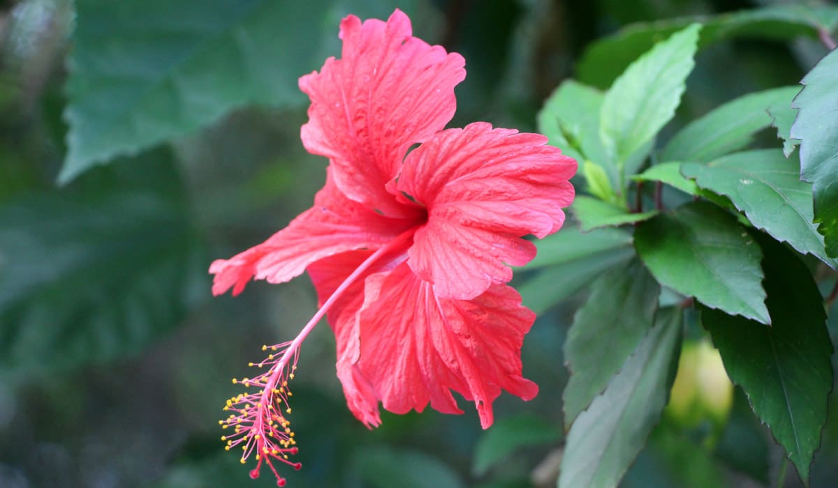 Red Hibiscus