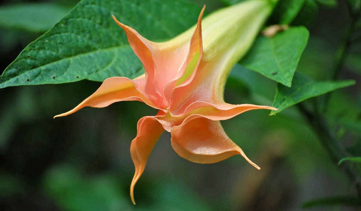Trompette de jugement orange