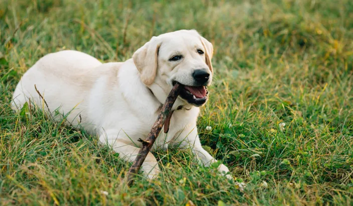 Labrador blanc couché sur l'herbe