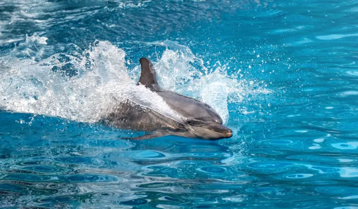 Dauphin surnageant dans l'océan