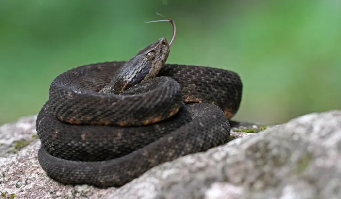 Trigonocéphale, serpent endémique de la Martinique