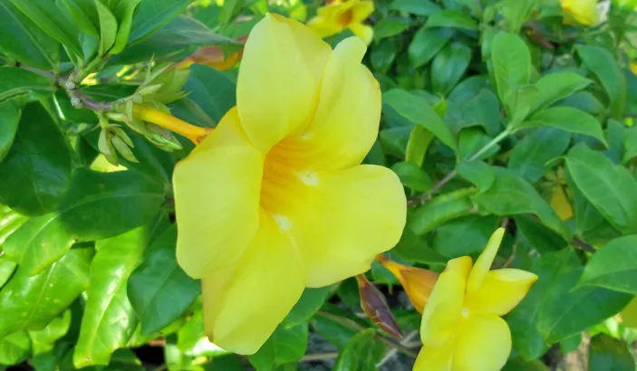 Allamanda jaune