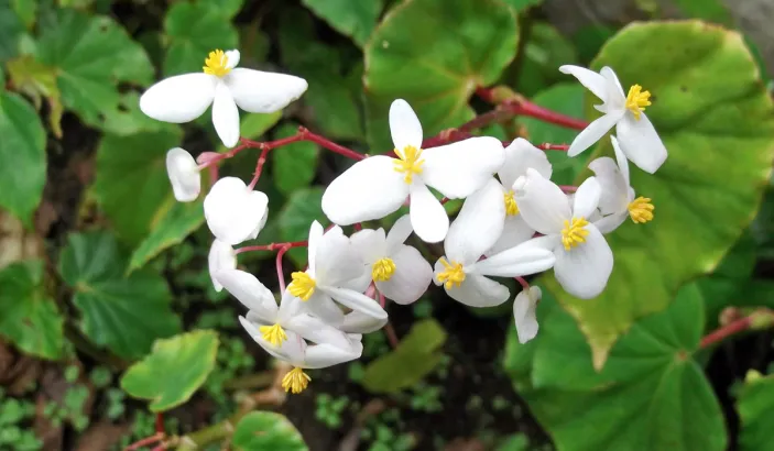 Begonias