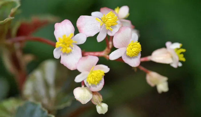 Begonias
