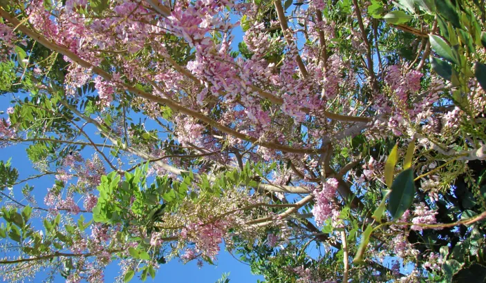 Fleurs roses de Gliricidia