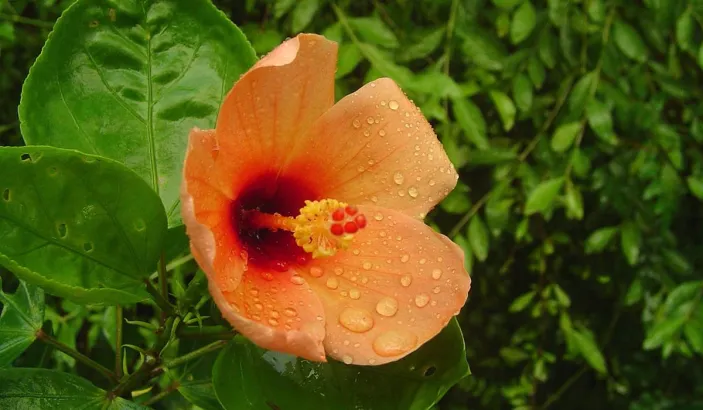 Hibiscus orange