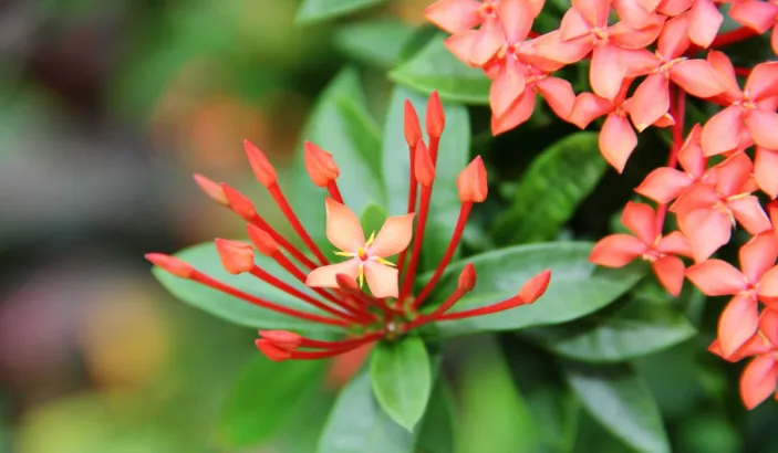 Ixora orange