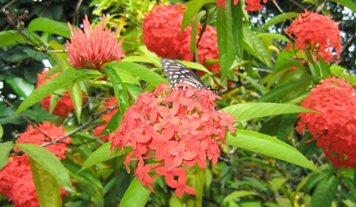 Ixora orange