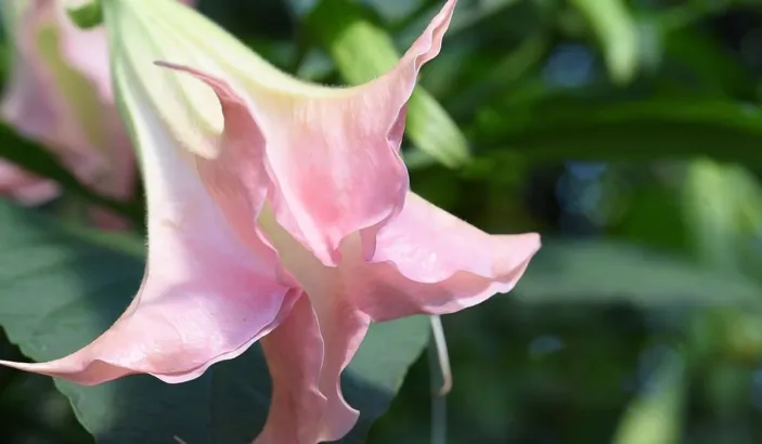 Trompette de jugement rose