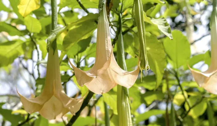 Trompette de jugement