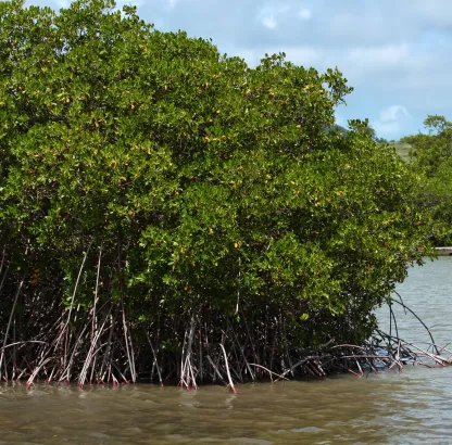 Mangrove de l'étang des Salines
