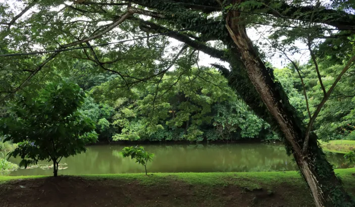 Étang de l'Habitation Céron