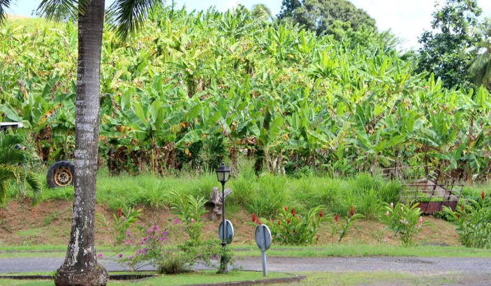 Bananeraie au Musée de la Banane