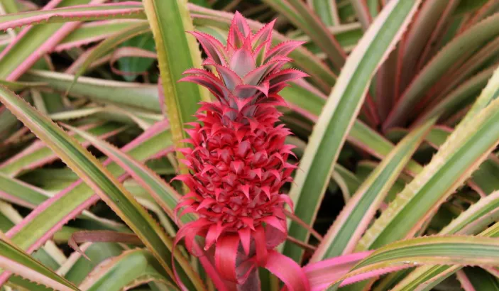 Ananas rouge à la distillerie Saint James