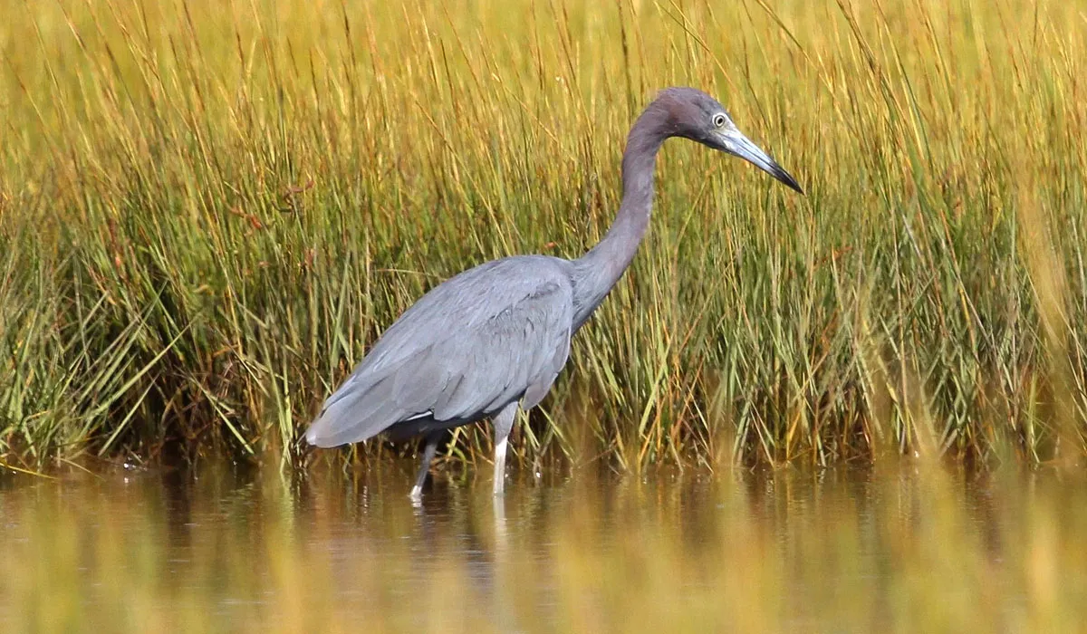 Aigrette bleue dans des champs