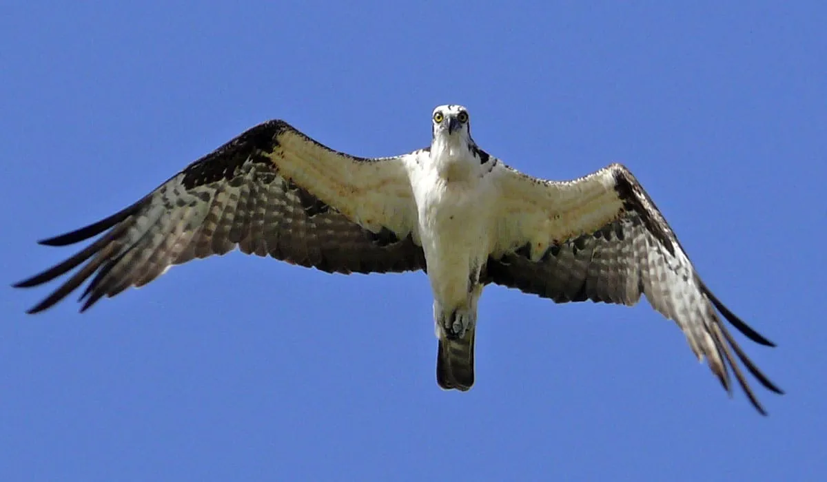 Balbuzard pêcheur en plein vol