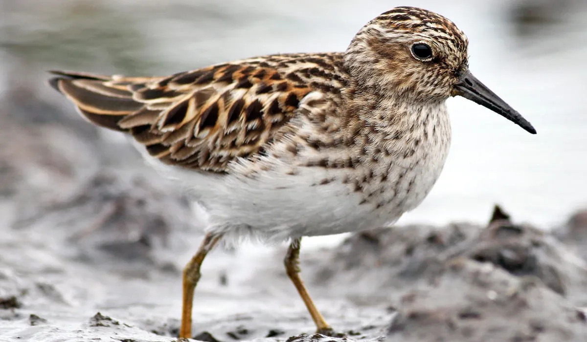 Bécasseau minuscule en train de marcher