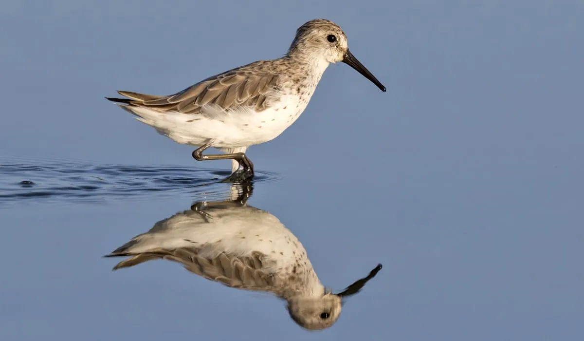 Bécasseau semipalmé sur un lac