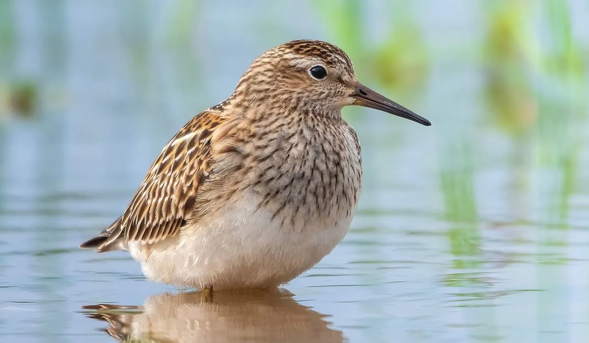 Bécasseau tacheté aux abords d'une mare