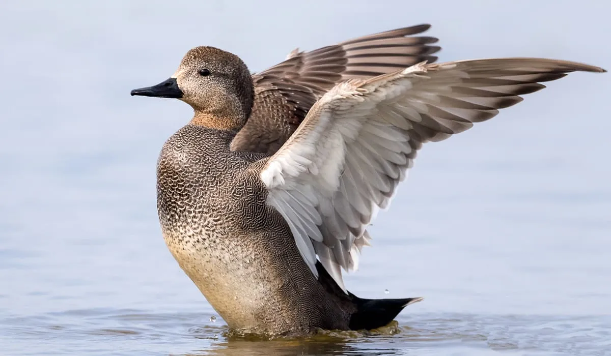Canard chipeau arrivant sur l'eau