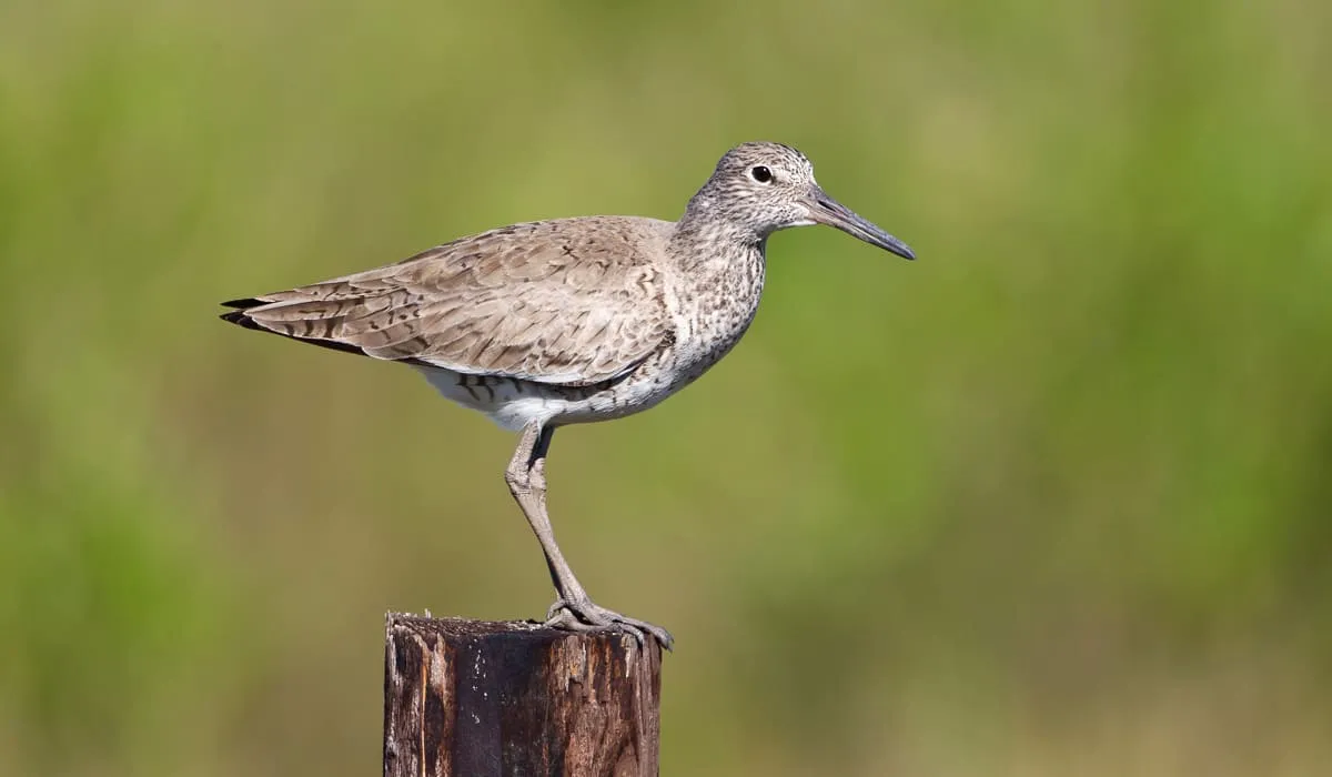 Chevalier semipalmé