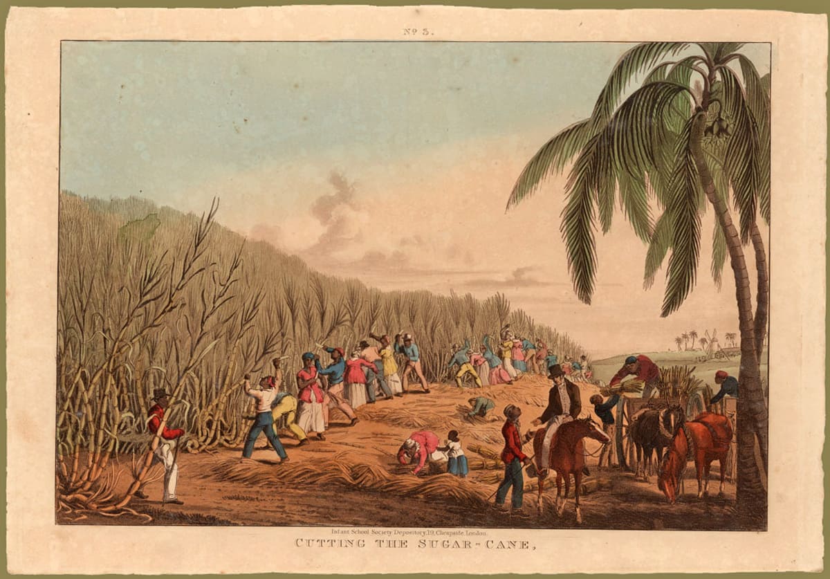 Sugarcane harvest
