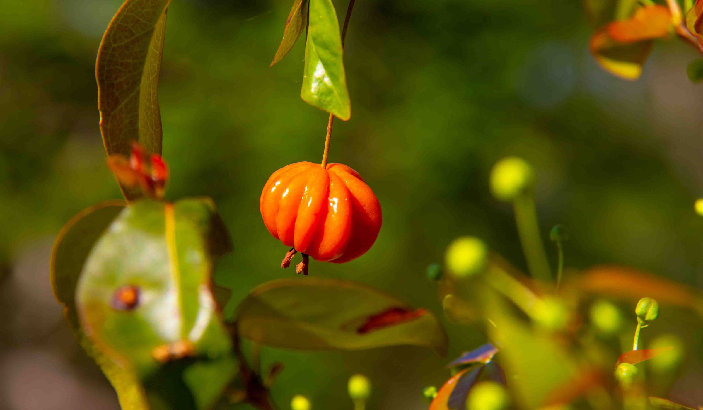 Cerises de Cayenne