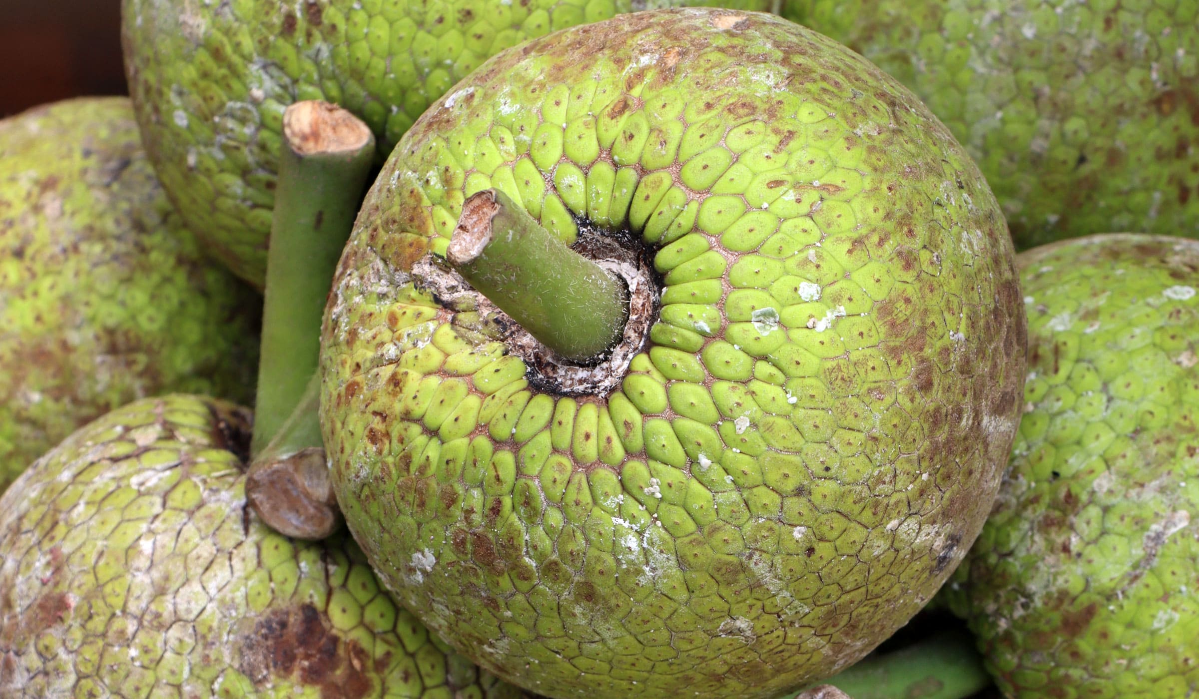 Breadfruits for sale at Fort-de-France market
