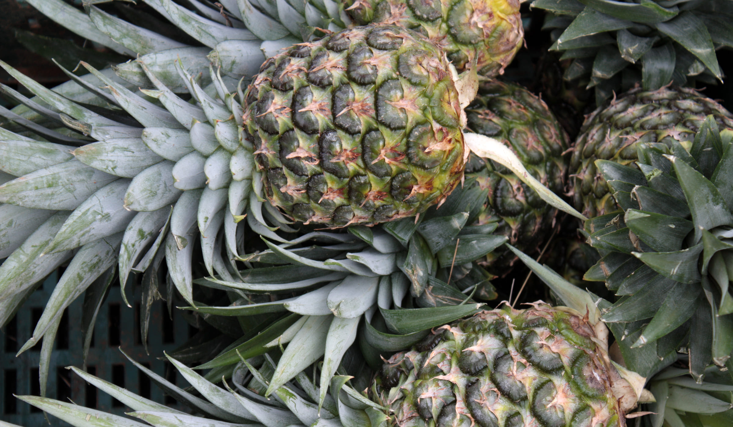 Pineapples for sale at the market in Fort-de-France