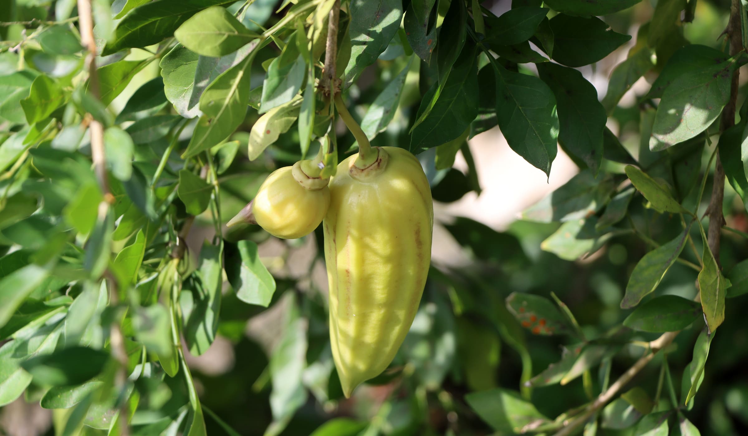 Guajilote shoots