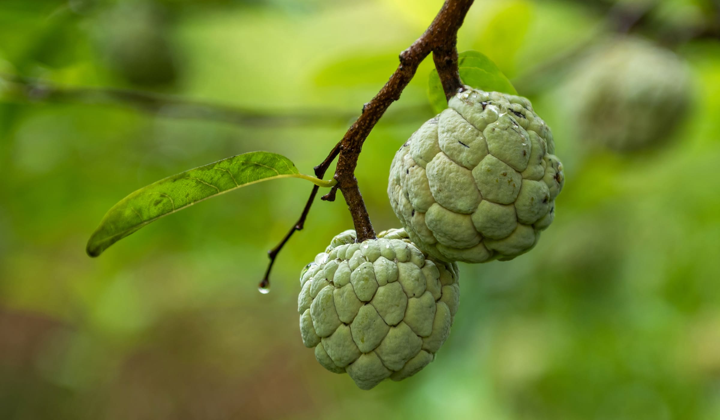 Pommes cannelle dans un arbre