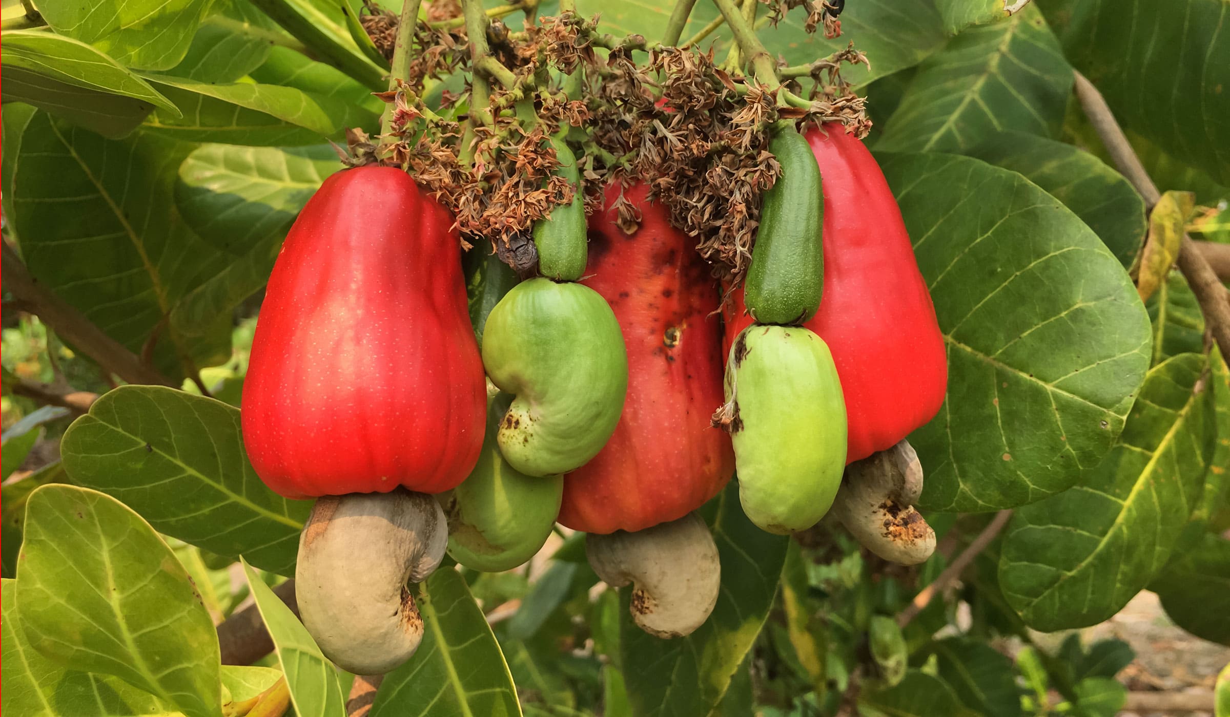 Red cashew apples in a tree