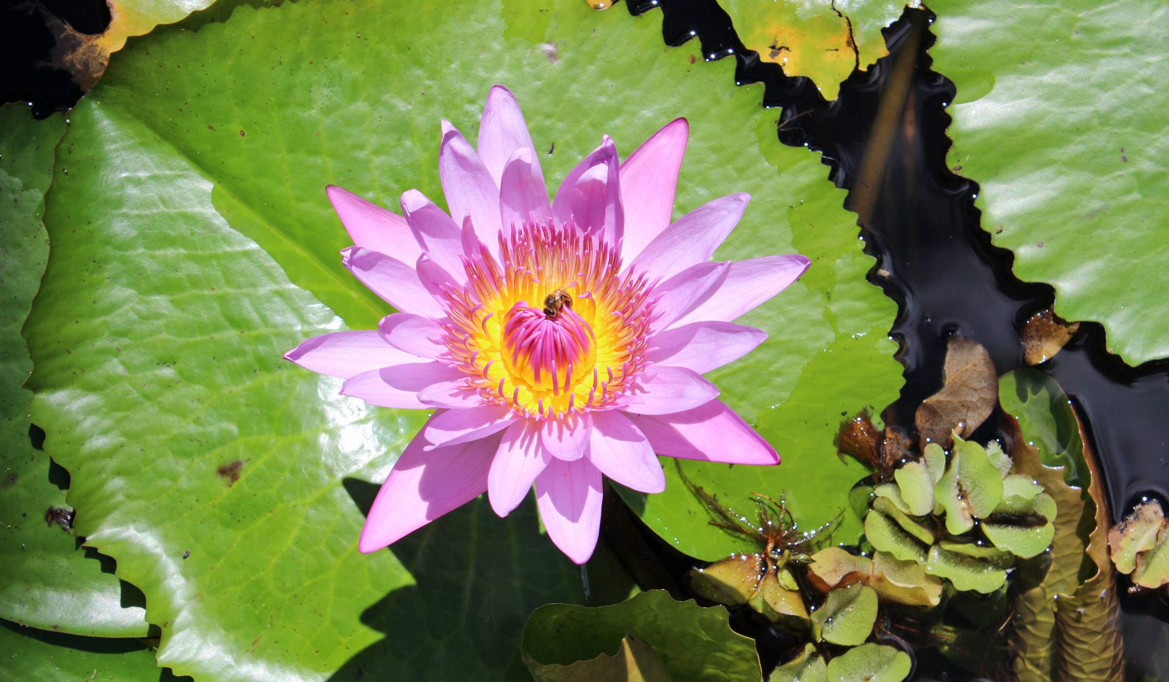 Nénuphar au Jardin de Balata