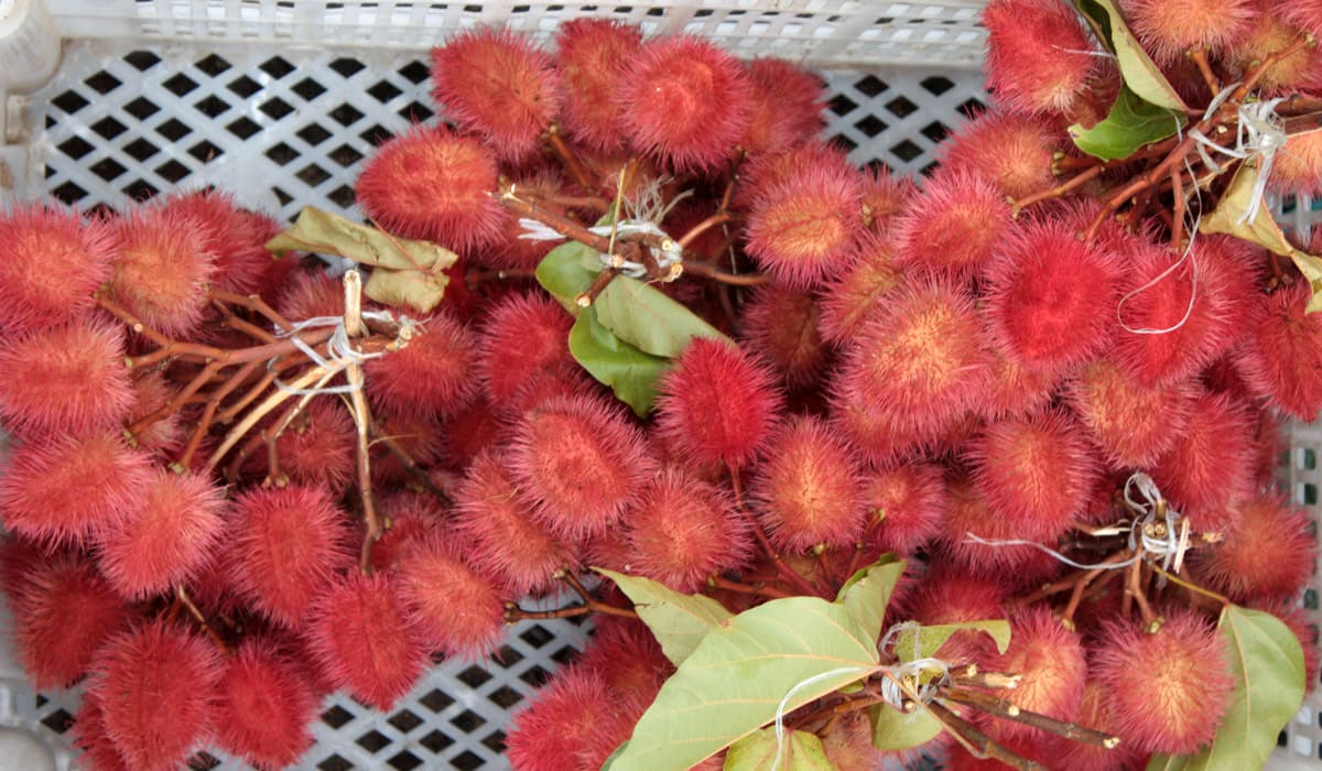 Annatto on sale at the Fort-de-France market