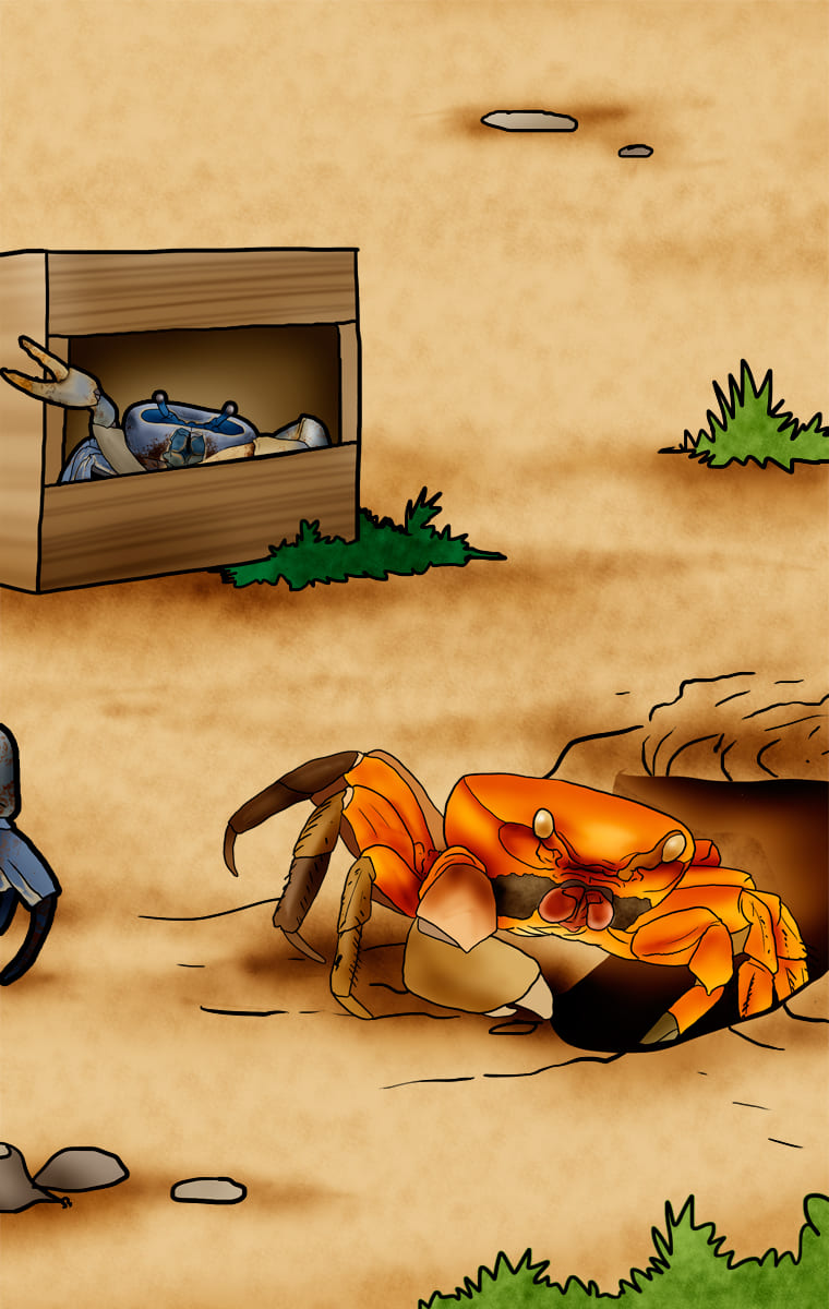 Illustration de crabes de terre