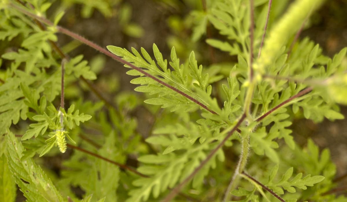 Absinthe (Ambrosia peruviana)
