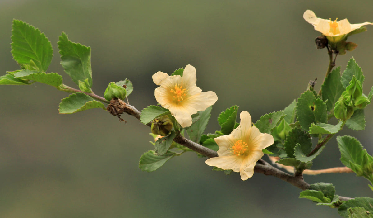 Fleurs de Balai onze-heures (Sida acuta Burm)
