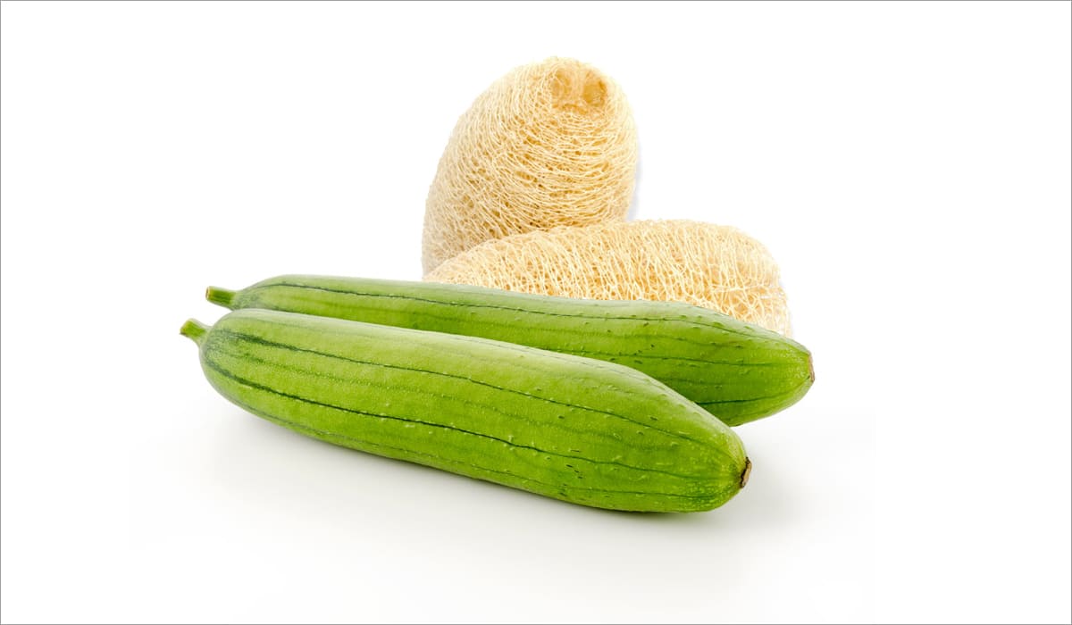Courge torchon, Luffa