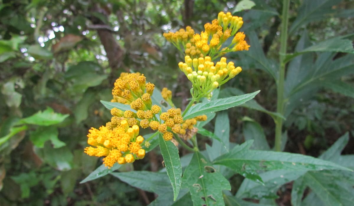 Fleurs d'herbe à pic (Neurolaena lobata)