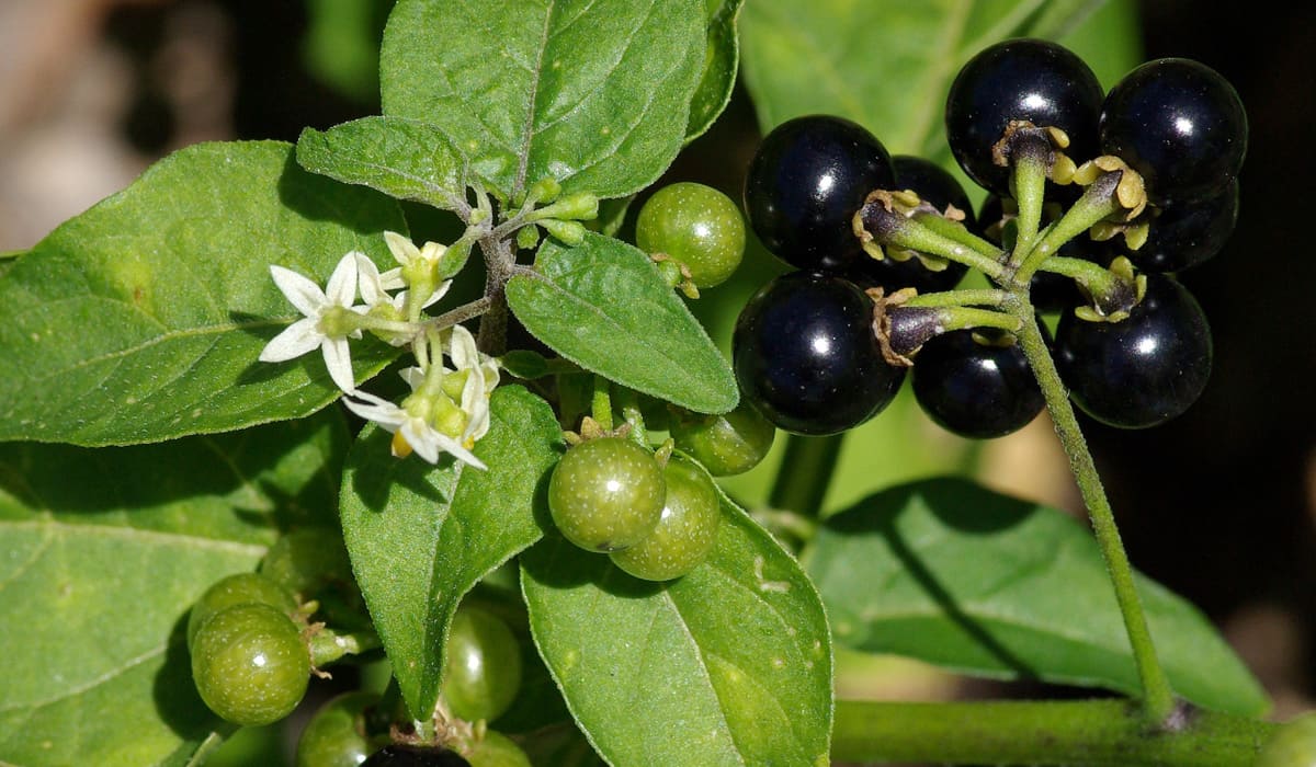 Fruits d'herbe amère (Solanum americanum)