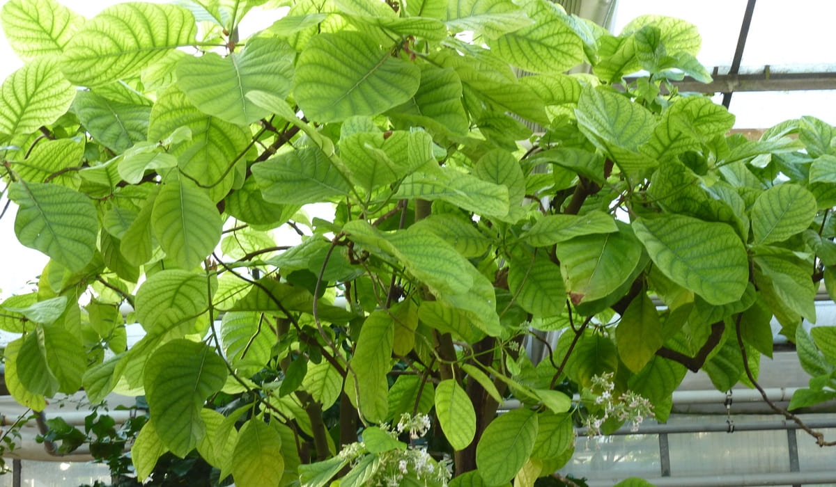 Feuilles de quinquinna (Cinchona officinalis)