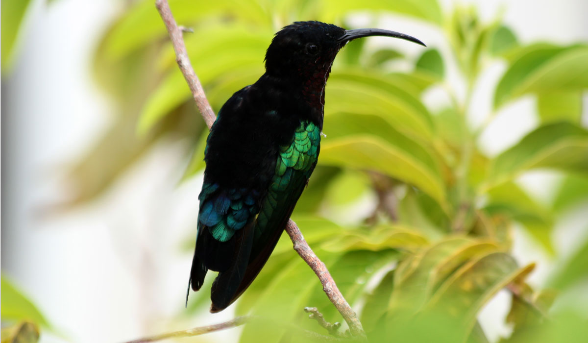 Hummingbird