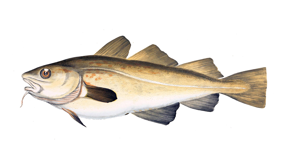 Codfish