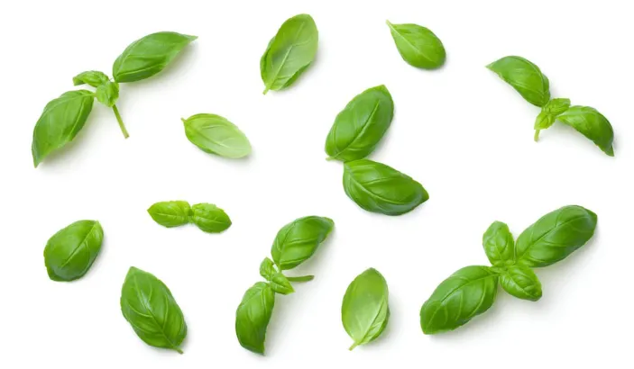 Feuilles de basilic