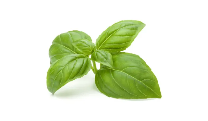 Feuille de basilic