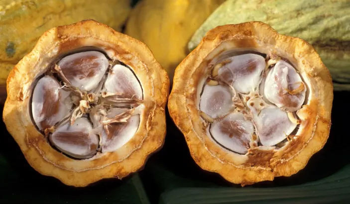 Cacaos fendus