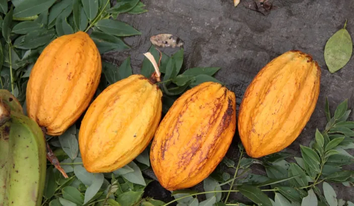 Cacaos en vente au marché de Fort-de-France