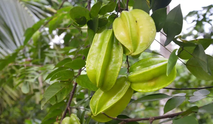 Plant de carambole
