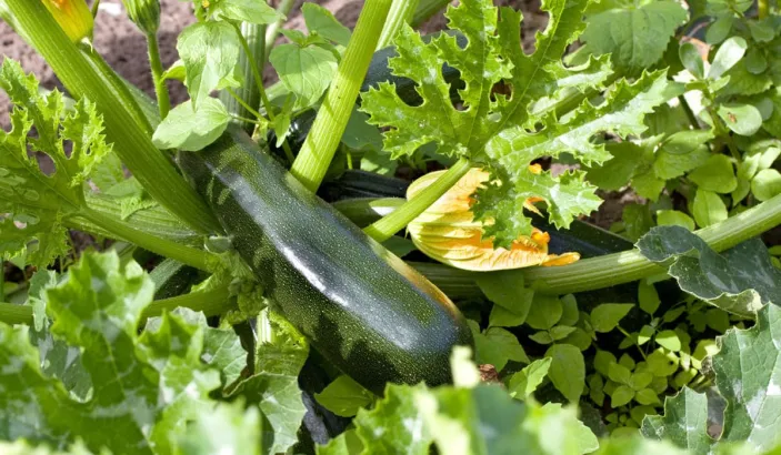 Courgettes